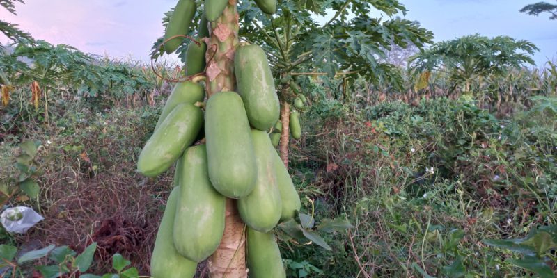 Asal usul pepaya California