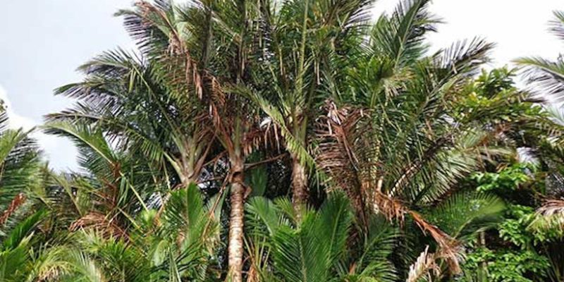 Mengenal Sagu, alternatif pengganti nasi