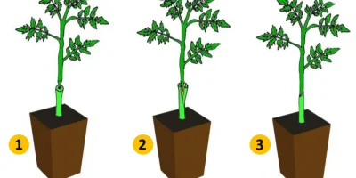 Aneka teknik menyambung tanaman