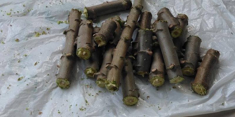 Perbanyakan ubi kayu atau singkong untuk diambil daunnya