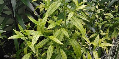 Mengenal Daun Sambiloto, herbal untuk radang tenggorokan