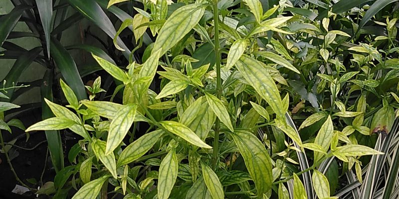 Mengenal Daun Sambiloto, herbal untuk radang tenggorokan