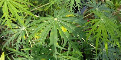 Jarak China atau Daun Yodium untuk mengobati luka