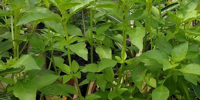 Perbanyakan Tanaman Kemangi dengan stek