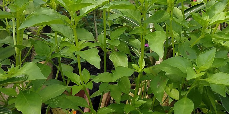 Perbanyakan Tanaman Kemangi dengan stek