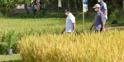 Sampai April 2022, NTB berpotensi panen 900 ribu ton gabah kering giling