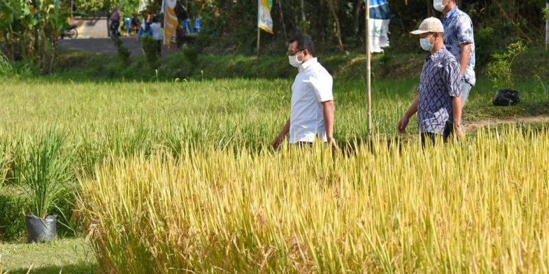 Sampai April 2022, NTB berpotensi panen 900 ribu ton gabah kering giling