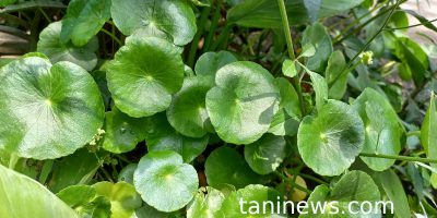 Mau kulit halus? Manfaatkan daun Pegagan sebagai skincare