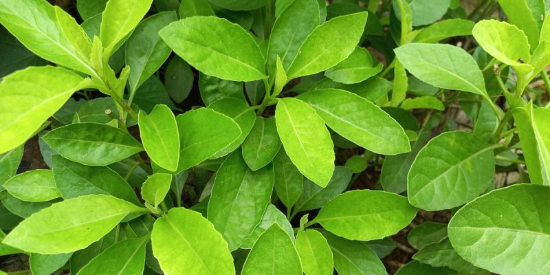 Daun Sambung Nyawa, lalapan yang berkhasiat melawan kanker