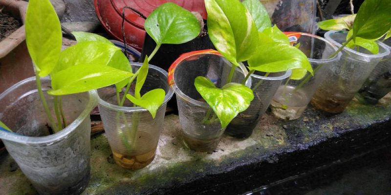 Cara cepat memperbanyak tanaman Sirih Gading