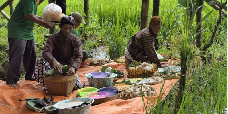 Tradisi Wiwitan sebelum panen padi