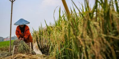 Sektor Pertanian menjadi penyelamat perekonomian saat pandemi Covid-19