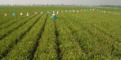 Mengenal sistem tanam padi Jajar Legowo