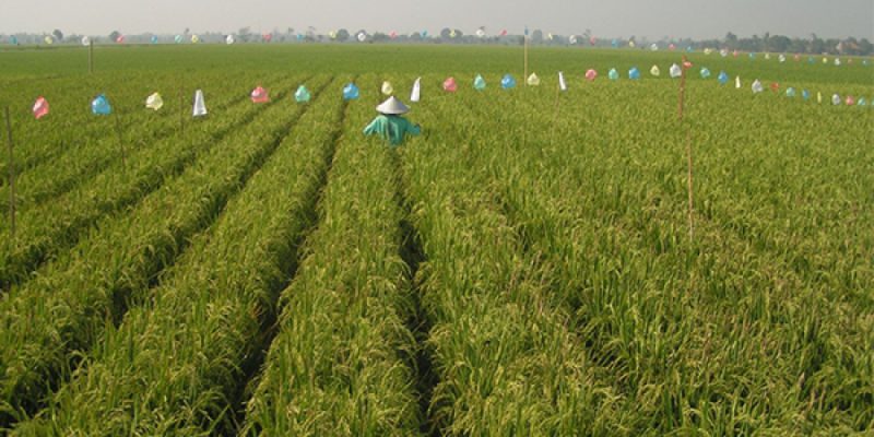 Mengenal sistem tanam padi Jajar Legowo