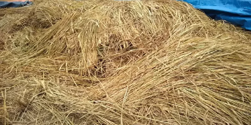 Jerami padi jangan dibakar, bisa untuk mulsa