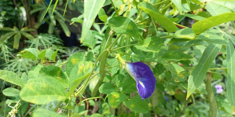 Daun bunga telang sebagai pakan ternak