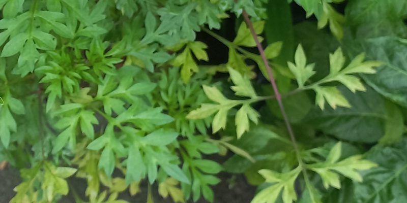 Mengenal daun kenikir, sayuran sedap kaya manfaat