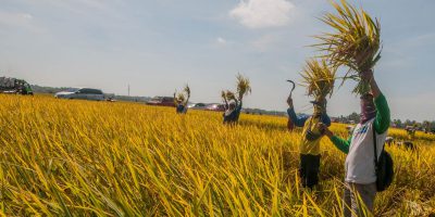 Potensi produksi Padi Januari – April 2022 naik 1,82 juta ton GKG