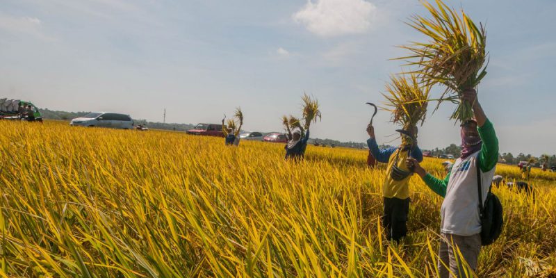 Potensi produksi Padi Januari – April 2022 naik 1,82 juta ton GKG