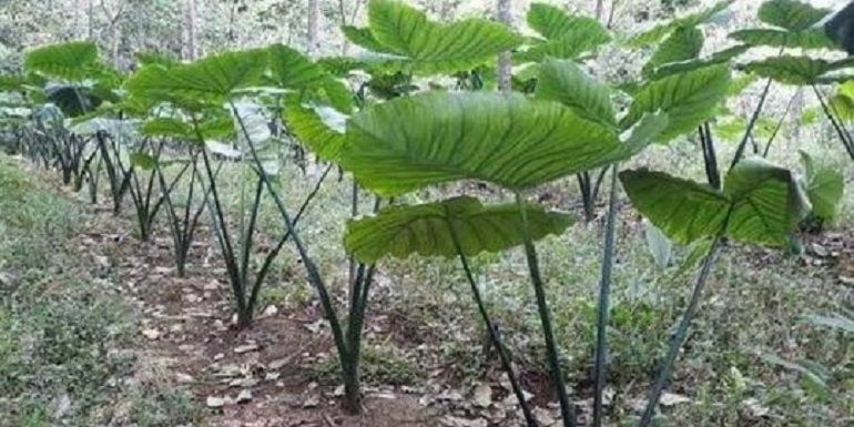 Mengenal 9 jenis Talas Indonesia