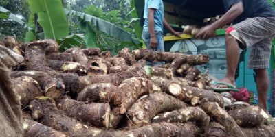 Mengenal talas unggul Indonesia: Talas Beneng