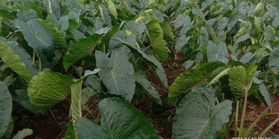 Mengenal Talas Unggul Indonesia: Talas Pratama