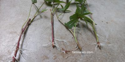 Cara  membuat  bibit ubi jalar