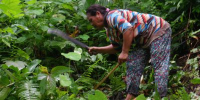 Tradisi menanam padi orang Tobaru, Halmahera