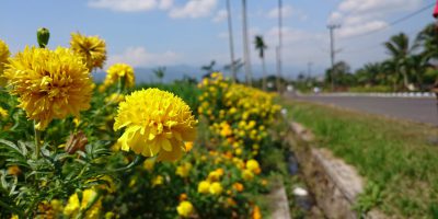 Pengendalian hama terpadu dengan tanaman refugia