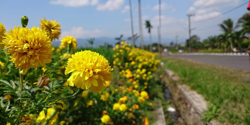 Pengendalian hama terpadu dengan tanaman refugia