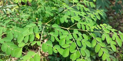 Daun kelor, enak dikonsumsi, kaya gizi, bermanfaat untuk kesehatan