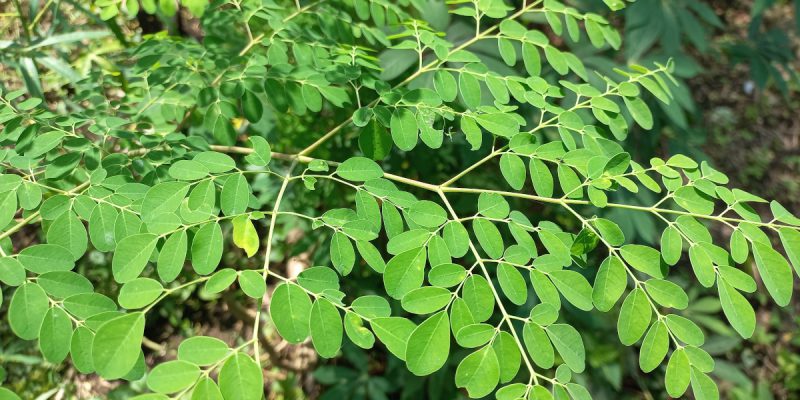 Daun kelor, enak dikonsumsi, kaya gizi, bermanfaat untuk kesehatan