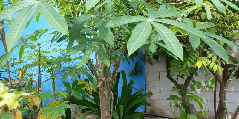 Menyambung singkong sayur pada pohon singkong karet