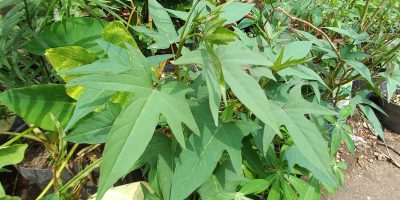 Varietas ubi jalar unggul: Pating 1 dan Pating 2