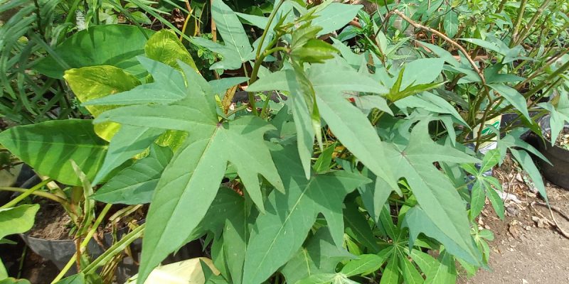 Varietas ubi jalar unggul: Pating 1 dan Pating 2