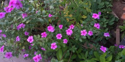 Tapak dara, bunga indah turunkan tekanan darah