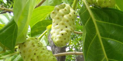 Manfaat mengkudu bagi kesehatan