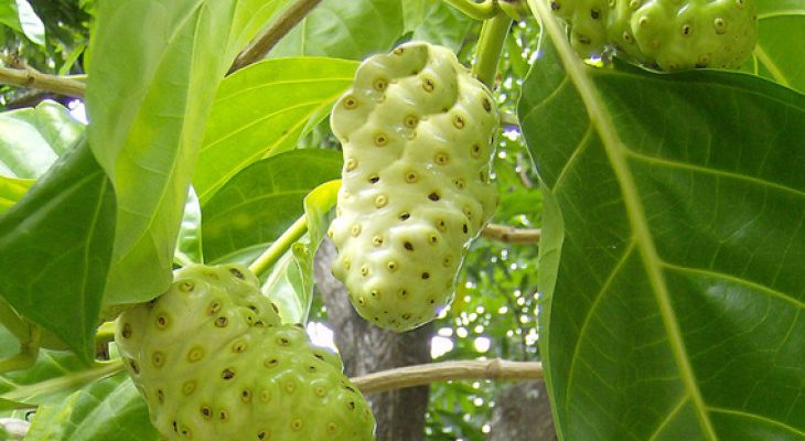 Manfaat mengkudu bagi kesehatan