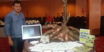 Mengenal varietas singkong gajah, hasil bisa 120ton per hektar