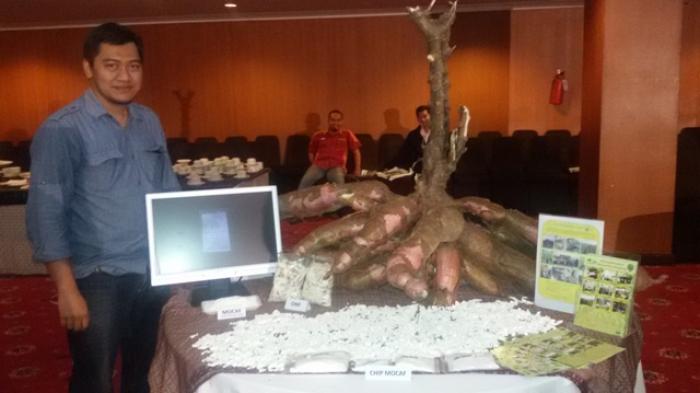 Mengenal varietas singkong gajah, hasil bisa 120ton per hektar