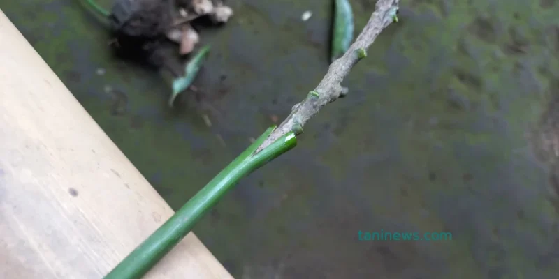 Tips grafting bibit mangga