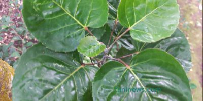 Daun mangkokan: bisa untuk bonsai, berkhasiat melancarkan ASI