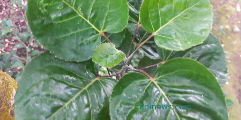 Daun mangkokan: bisa untuk bonsai, berkhasiat melancarkan ASI