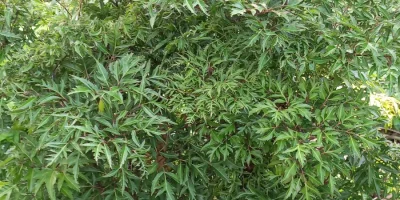 Daun berlangkas, lalapan penyembuh luka