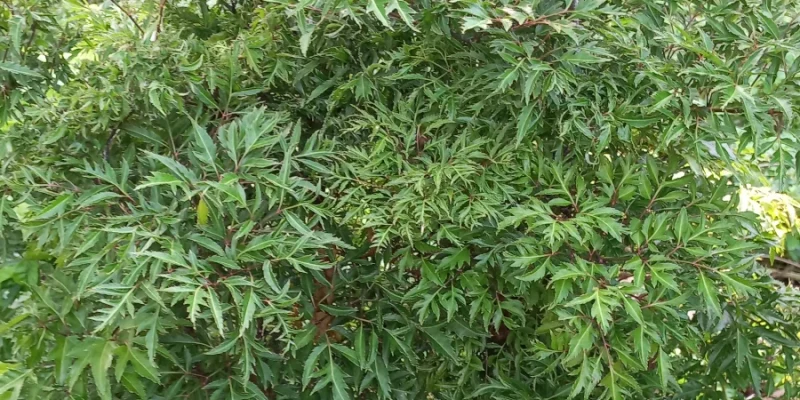 Daun berlangkas, lalapan penyembuh luka