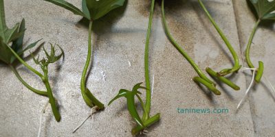 Teknik modern memperbanyak bibit ubi jalar secara cepat