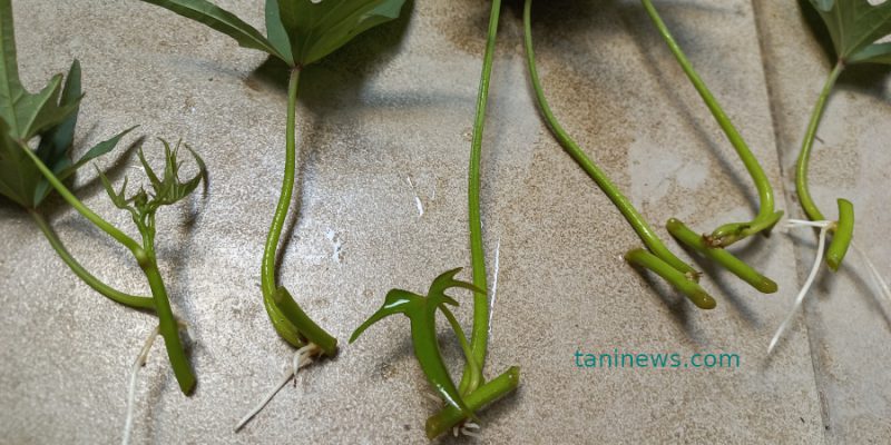 Teknik modern memperbanyak bibit ubi jalar secara cepat