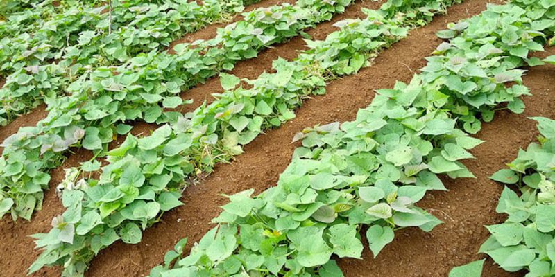 Cara Budidaya ubi jalar agar hasilnya banyak