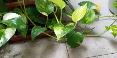 Tips agar daun sirih gading cerah dan mengkilap