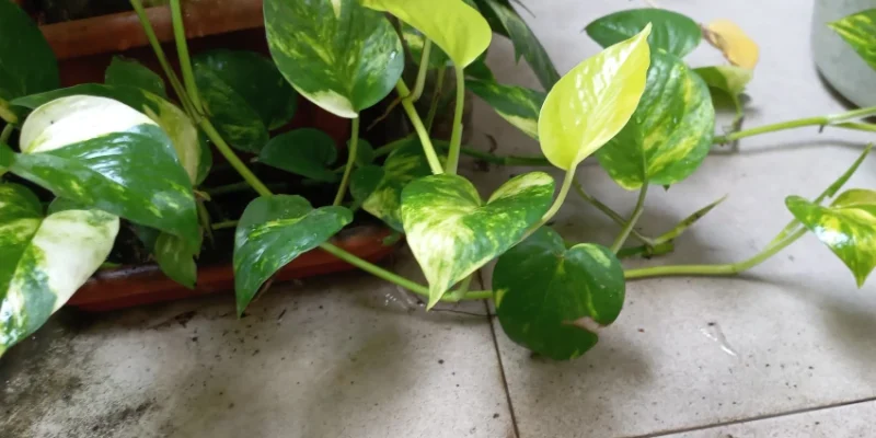 Tips agar daun sirih gading cerah dan mengkilap